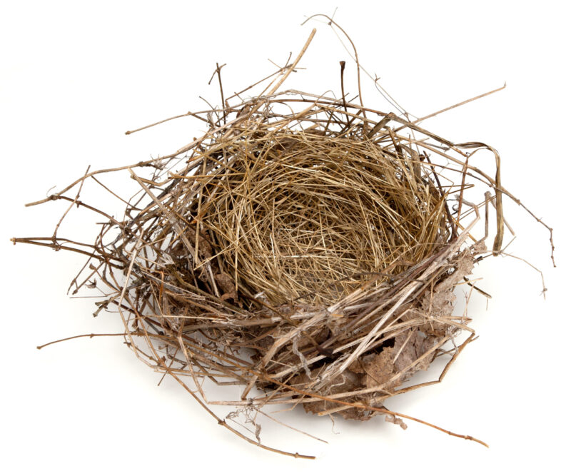 empty nest